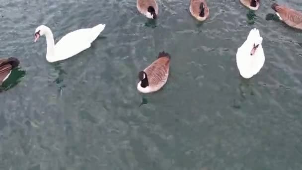 Cute Water Birds Willen Lake Public Park Milton Keynes City — Stock video