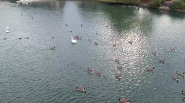 İngiltere 'nin Milton Keynes şehrinin Willen Gölü' ndeki şirin su kuşları. Görüntü 09 Nisan 2023 'te Bulutlu Gün batımında çekildi..