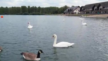 İngiltere 'nin Milton Keynes şehrinin Willen Gölü' ndeki şirin su kuşları. Görüntü 09 Nisan 2023 'te Bulutlu Gün batımında çekildi..
