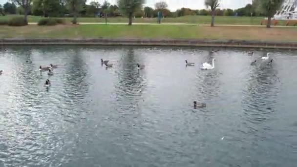 Симпатичные Водяные Птицы Общественном Парке Английского Города Милтон Кейнс Кадры — стоковое видео