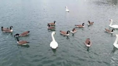 İngiltere 'nin Milton Keynes şehrinin Willen Gölü' ndeki şirin su kuşları. Görüntü 09 Nisan 2023 'te Bulutlu Gün batımında çekildi..