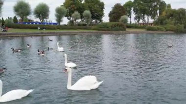 İngiltere 'nin Milton Keynes şehrinin Willen Gölü' ndeki şirin su kuşları. Görüntü 09 Nisan 2023 'te Bulutlu Gün batımında çekildi..