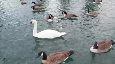 İngiltere 'nin Milton Keynes şehrinin Willen Gölü' ndeki şirin su kuşları. Görüntü 09 Nisan 2023 'te Bulutlu Gün batımında çekildi..