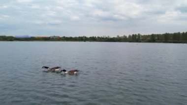 İngiltere 'nin Milton Keynes şehrinin Willen Gölü' ndeki şirin su kuşları. Görüntü 09 Nisan 2023 'te Bulutlu Gün batımında çekildi..