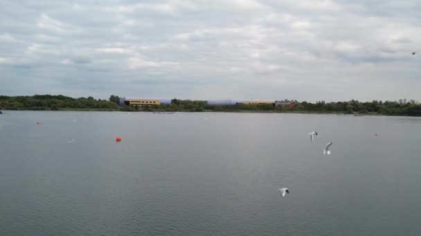 Niedliche Wasservögel Wille Lake Des Öffentlichen Parks Von Milton Keynes — Stockvideo