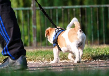 İngiltere, İngiltere 'deki Kamu Parkında Şirin Köpek