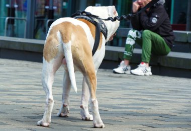 Luton, İngiltere, Birleşik Krallık - 2 Haziran 2023: Bir kamu parkında şirin köpek, İngiltere