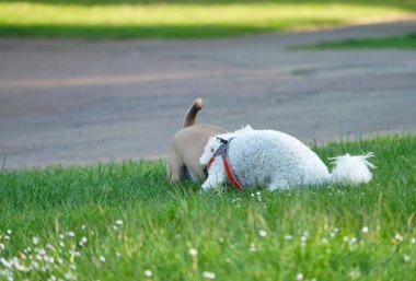 İngiltere, İngiltere 'de bir halk parkında iki şirin köpek.