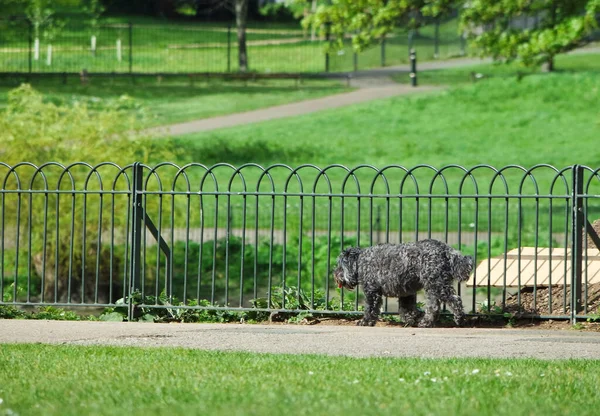 İngiltere, İngiltere 'deki Kamu Parkında Şirin Köpek