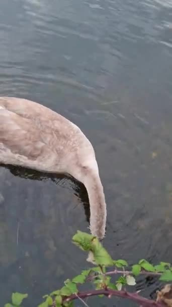 Swans Swimming Lake Water Willen Lake Milton Keynes England — Stock video