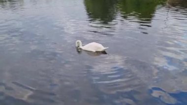 Luton, İngiltere 'deki yerel halk parkında gölde yüzen güzel kuş sürüsü. Görüntü 21 Eylül 2022 'de kaydedildi.