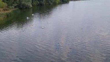 Luton, İngiltere 'deki yerel halk parkında gölde yüzen güzel kuş sürüsü. Görüntü 21 Eylül 2022 'de kaydedildi.