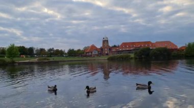 Luton, İngiltere 'deki yerel halk parkında gölde yüzen güzel kuş sürüsü. Görüntü 21 Eylül 2022 'de kaydedildi.