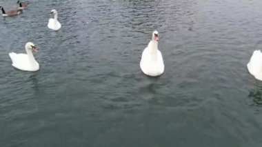 İngiltere 'nin Milton Keynes şehrinin Willen Gölü' ndeki şirin su kuşları. Görüntü 09 Nisan 2023 'te Bulutlu Gün batımında çekildi..