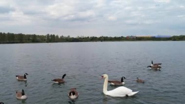 İngiltere 'nin Milton Keynes şehrinin Willen Gölü' ndeki şirin su kuşları. Görüntü 09 Nisan 2023 'te Bulutlu Gün batımında çekildi..