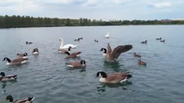 İngiltere 'nin Milton Keynes şehrinin Willen Gölü' ndeki şirin su kuşları. Görüntü 09 Nisan 2023 'te Bulutlu Gün batımında çekildi..