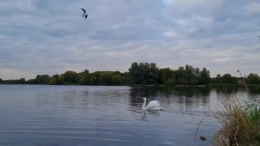 Luton, İngiltere 'deki yerel halk parkında gölde yüzen güzel kuş sürüsü. Görüntü 21 Eylül 2022 'de kaydedildi.