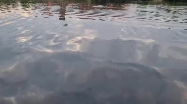 Luton, İngiltere 'deki yerel halk parkında gölde yüzen güzel kuş sürüsü. Görüntü 21 Eylül 2022 'de kaydedildi.