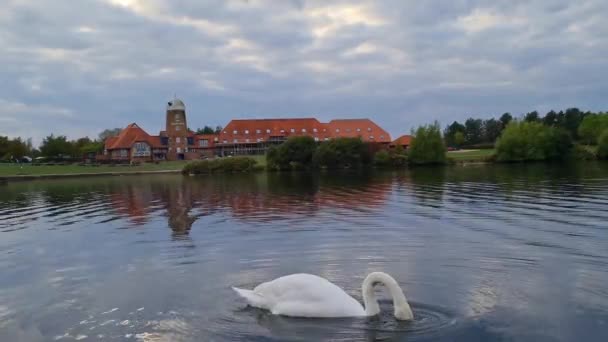 イングランドのルトンの地元の公共公園で湖で泳いでいる美しい鳥の群れ 撮影は2022年9月21日 — ストック動画