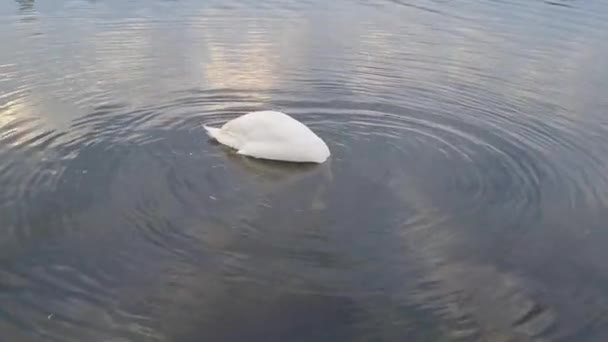 Σμήνος Των Όμορφων Πουλιών Που Κολυμπούν Στη Λίμνη Στο Τοπικό — Αρχείο Βίντεο
