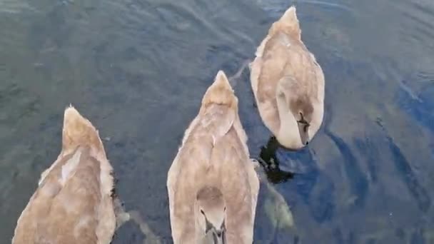 Стая Птиц Которые Плавают Озере Местном Общественном Парке Лутона Англия — стоковое видео