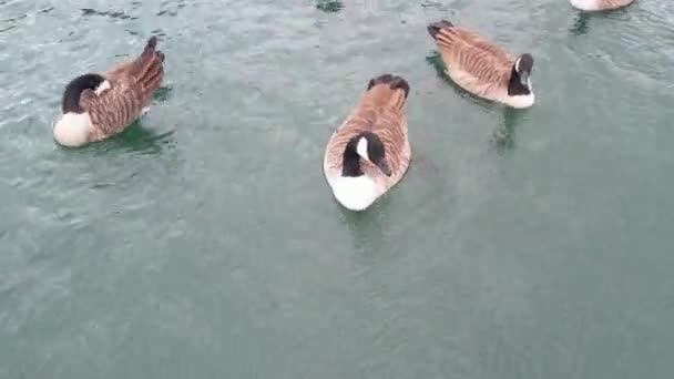 Cute Water Birds Willen Lake Public Park Milton Keynes City — Video Stock