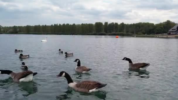 Cute Water Birds Willen Lake Public Park Milton Keynes City — Stock Video