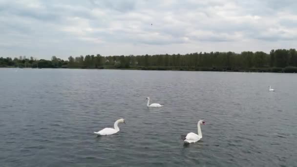 Cute Water Birds Willen Lake Public Park Milton Keynes City — Vídeo de Stock