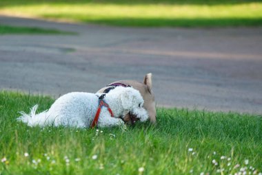 İngiltere 'deki Londra Halk Parkı' nda yürüyen sevimli evcil köpek.