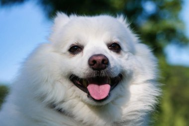 İngiltere 'deki Londra Halk Parkı' nda yürüyen sevimli evcil köpek.