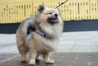 İngiltere 'deki Londra Halk Parkı' nda yürüyen sevimli evcil köpek.