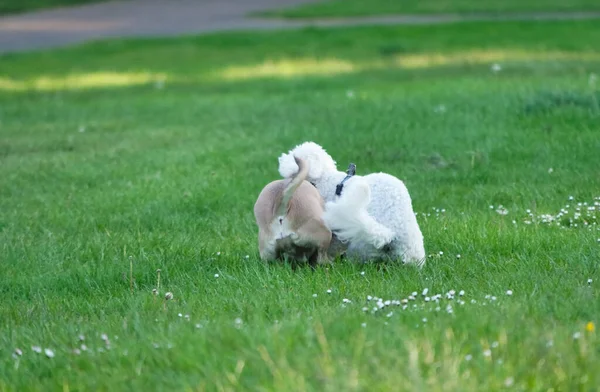 İngiltere 'deki Londra Halk Parkı' nda yürüyen sevimli evcil köpek.