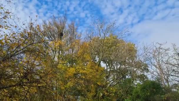 Albans England Velká Británie Listopadu 2022 Krásný Výhled Park Parku — Stock video