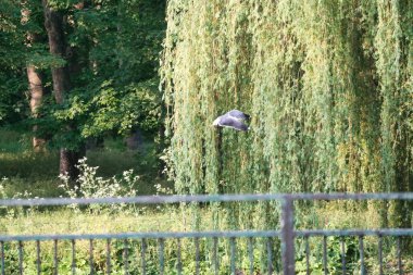  Savaş Parkı güneşli bir günde, Luton, İngiltere, Birleşik Krallık