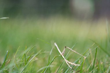  Savaş Parkı güneşli bir günde, Luton, İngiltere, Birleşik Krallık
