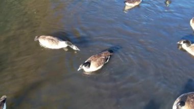 Yerel Park Gölü 'ndeki Yavaş Hareket Yüksek Açılı Su Kuşları Videosu