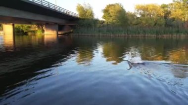 İngiltere, Milton Keynes 'deki Willen Gölü' nde Su Kuşları