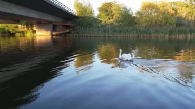 İngiltere, Milton Keynes 'deki Willen Gölü' nde Su Kuşları