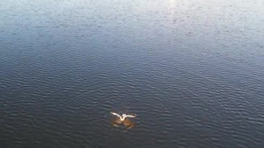 İngiltere, Milton Keynes 'deki Willen Gölü' nde Su Kuşları