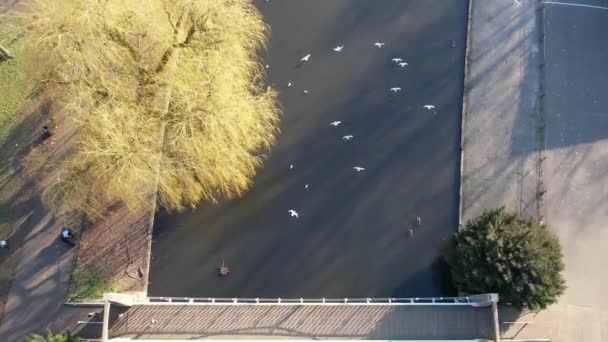 Slow Motion High Angle Video Ptakami Wodnymi Jeziorze Lokalnego Parku — Wideo stockowe