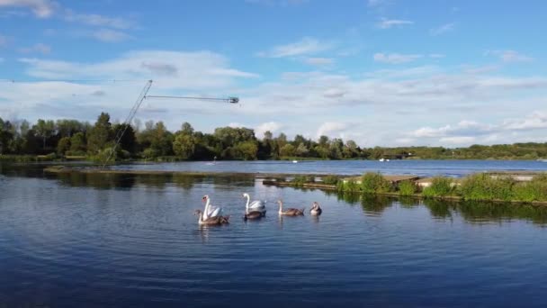 Водоплавающие Птицы Озере Озеро Милтон Кейнсе Англия Великобритания — стоковое видео