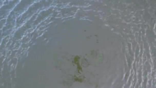 Ngiltere Milton Keynes Deki Willen Gölü Nde Kuşları — Stok video
