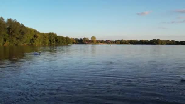 Водоплавающие Птицы Озере Озеро Милтон Кейнсе Англия Великобритания — стоковое видео