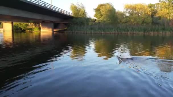 Водні Птахи Озері Віллен Мілтон Кінз Англія Велика Британія — стокове відео