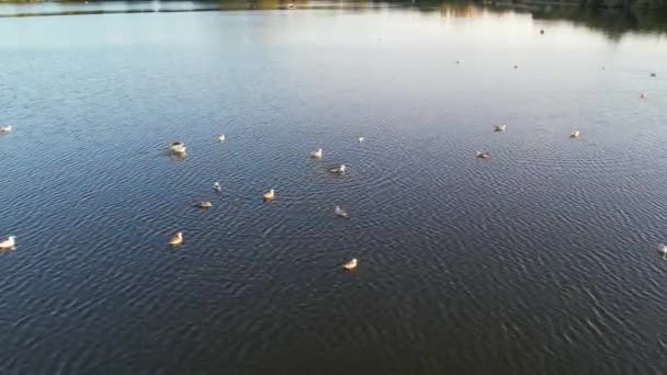Oiseaux Aquatiques Dans Lac Willen Milton Keynes Angleterre Royaume Uni — Video