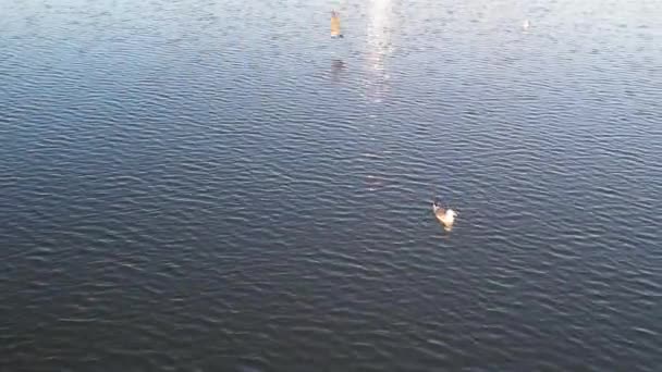 Aves Aquáticas Willen Lake Milton Keynes Inglaterra Reino Unido — Vídeo de Stock