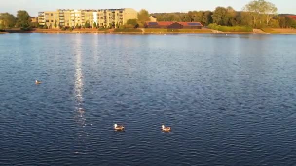 Water Birds Willen Lake Milton Keynes England United Kingdom — Stock Video