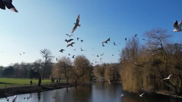 Water Birds Flying Willen Lake Milton Keynes Αγγλία Ηνωμένο Βασίλειο — Αρχείο Βίντεο