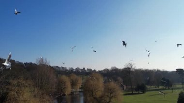 İngiltere, Milton Keynes 'de Willen Gölü üzerinde uçan Su Kuşları