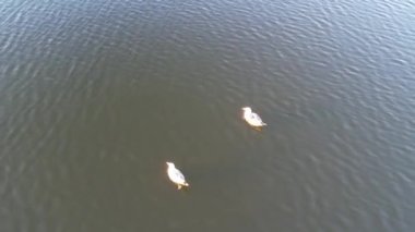 İngiltere, Milton Keynes 'deki Willen Gölü' nde Su Kuşları